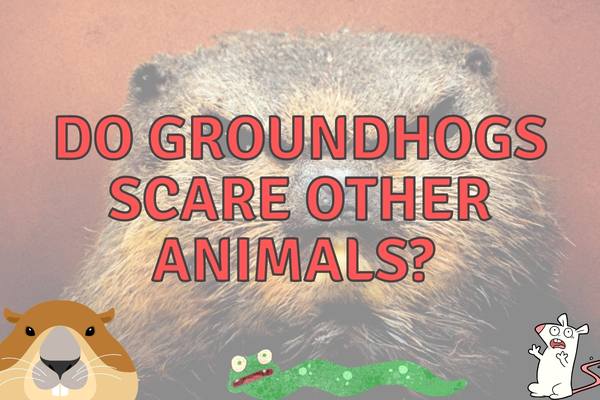 scary groundhog