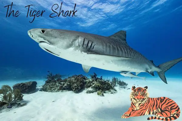 tiger shark swimming