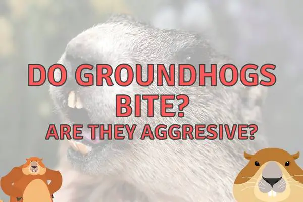 Do groundhogs bite humans and pets