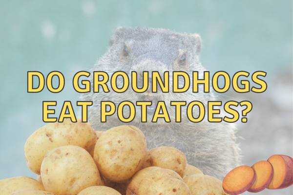 groundhogs and pototoes