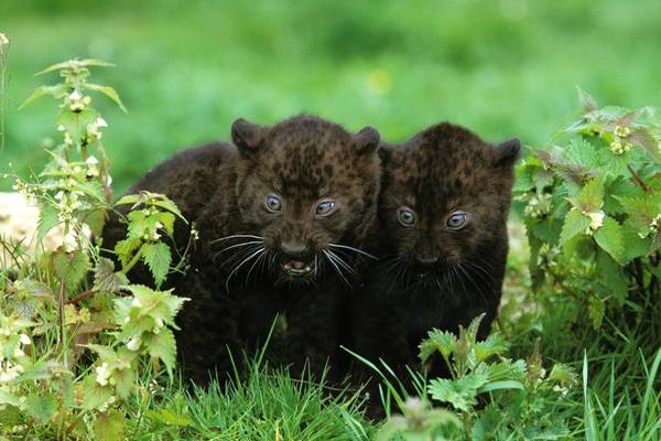 baby panthers
