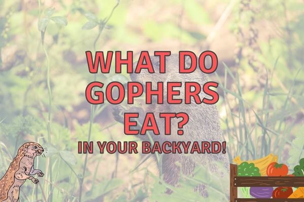 What do gophers eat?